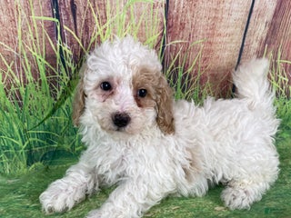 Miniature Poodle dogs Biscuit - Ad 34