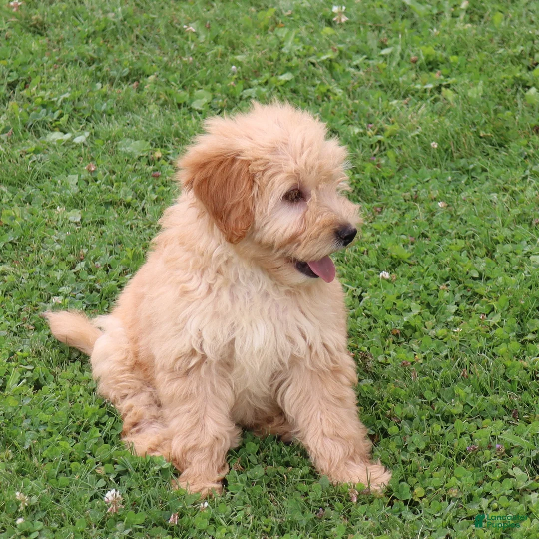 Mini Goldendoodle dogs for sale: Fritzy - Ad 2