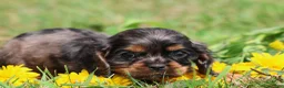 Mixed Breed dogs for sale: Pebbles - Ad 1