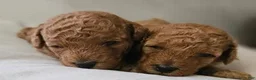 Toy Poodle dogs for sale: Toy Poodle 1 - Ad 4