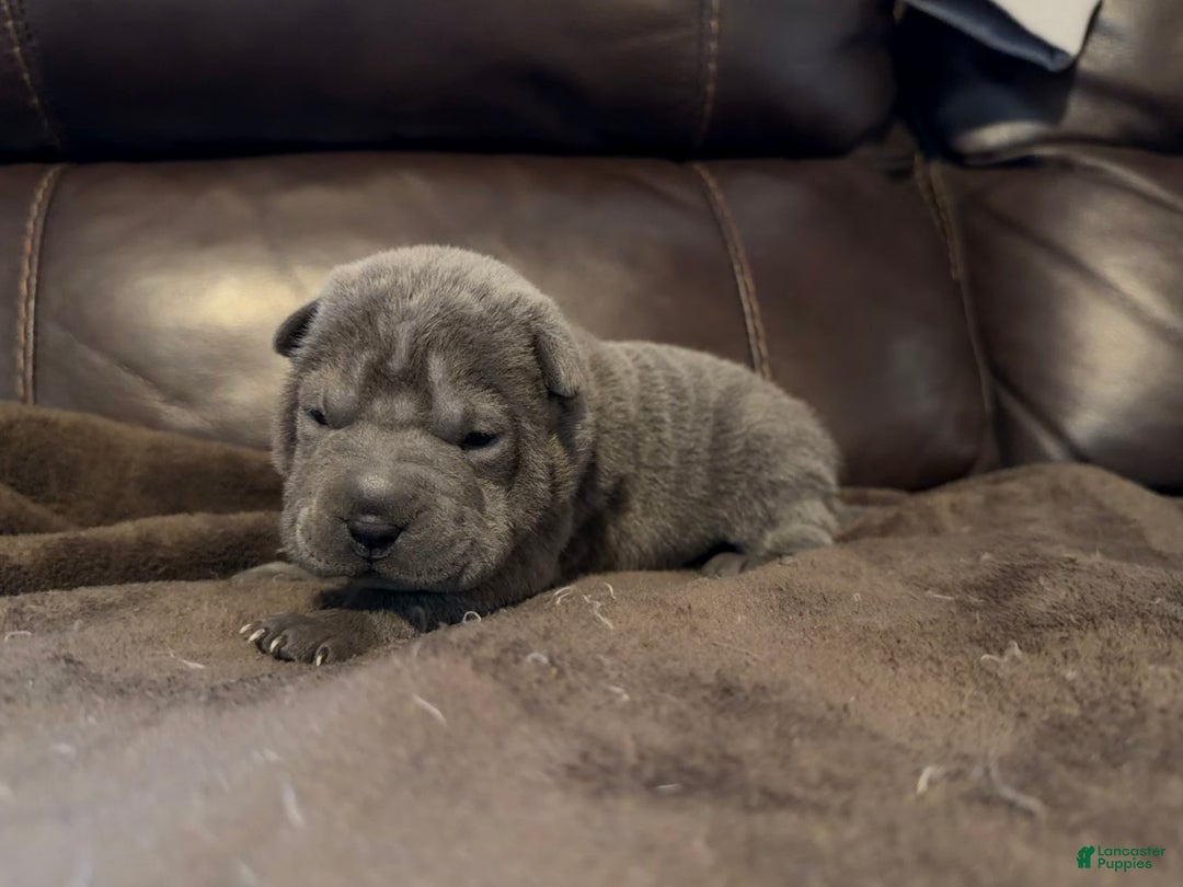 Shar Pei dogs for sale: Sylvia - Ad 5