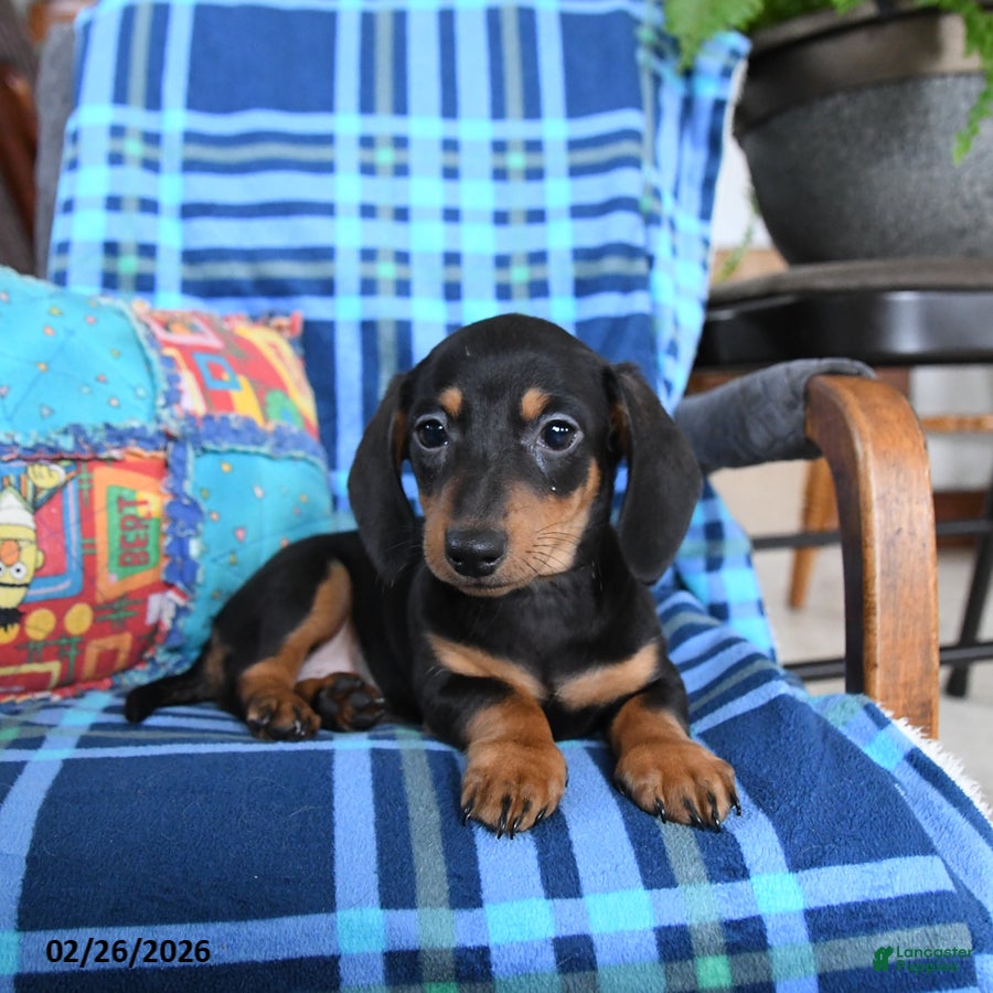 Miniature Dachshund dogs Billie - Ad 2