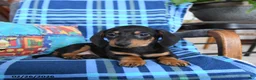 Miniature Dachshund dogs for sale: Billie - Ad 2