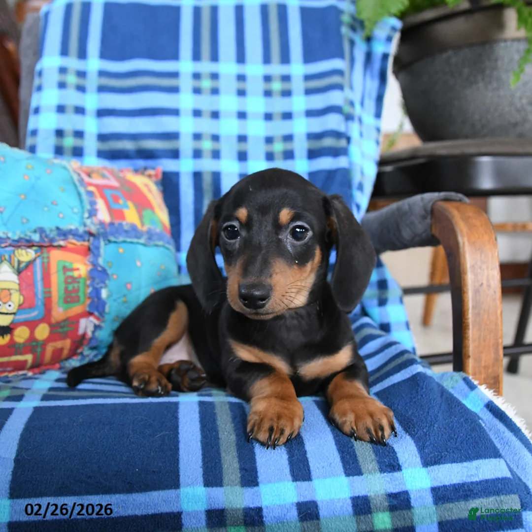 Miniature Dachshund dogs for sale: Billie - Ad 2