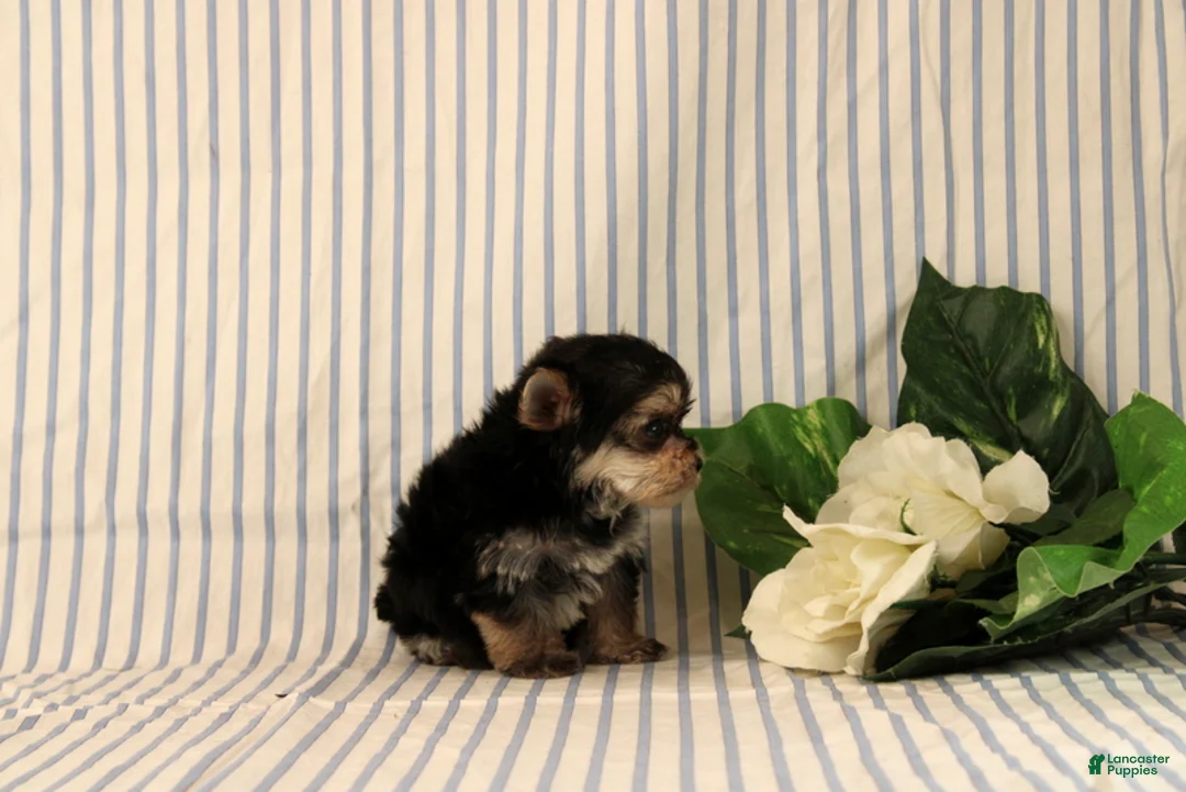 Morkie dogs for sale: Bryson - Ad 4