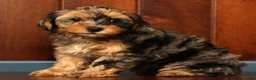Yorkiepoo dogs for sale: Callie - Ad 8