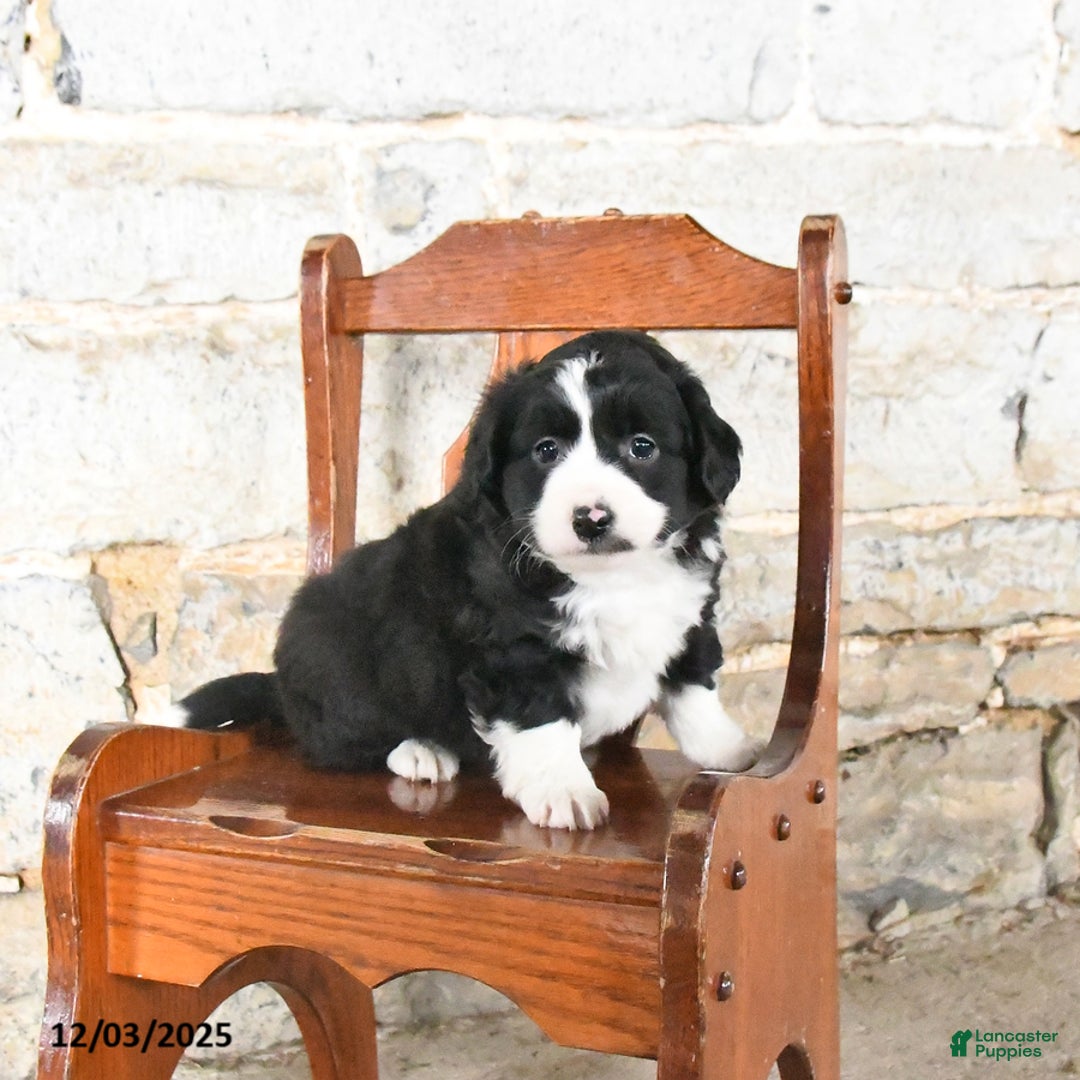 Mini Aussiedoodle dogs for sale: Cinnamon - Ad 3