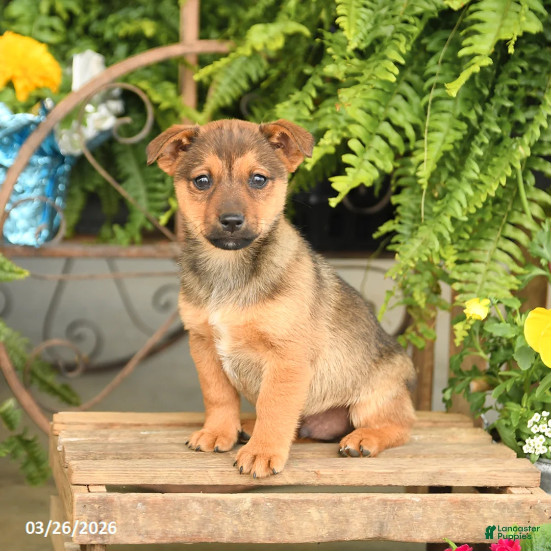 Mixed Breed dogs for sale: Farley - Ad 2