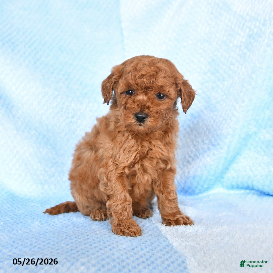 Miniature Poodle dogs Mini - Ad 2