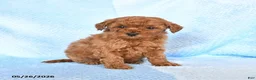 Miniature Poodle dogs for sale: Mini - Ad 2