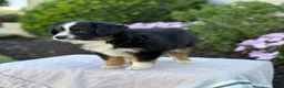 Miniature Australian Shepherd dogs for sale: Auggie - Ad 10