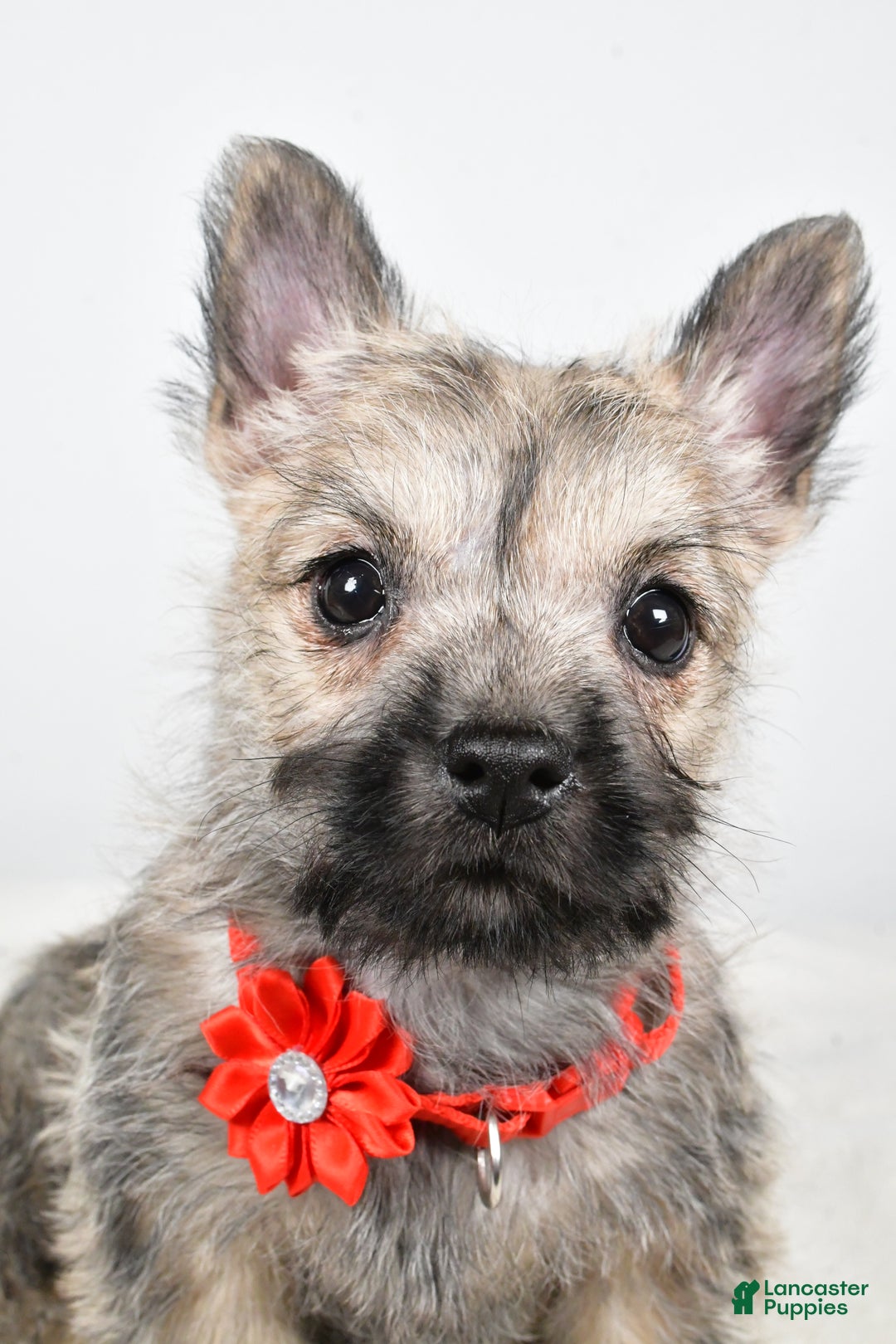 Cairn Terrier dogs for sale: Tammy - Ad 9