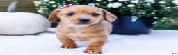 Mixed Breed dogs for sale: Bella - Ad 3
