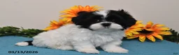 Shih Tzu dogs for sale: Rex - Ad 5