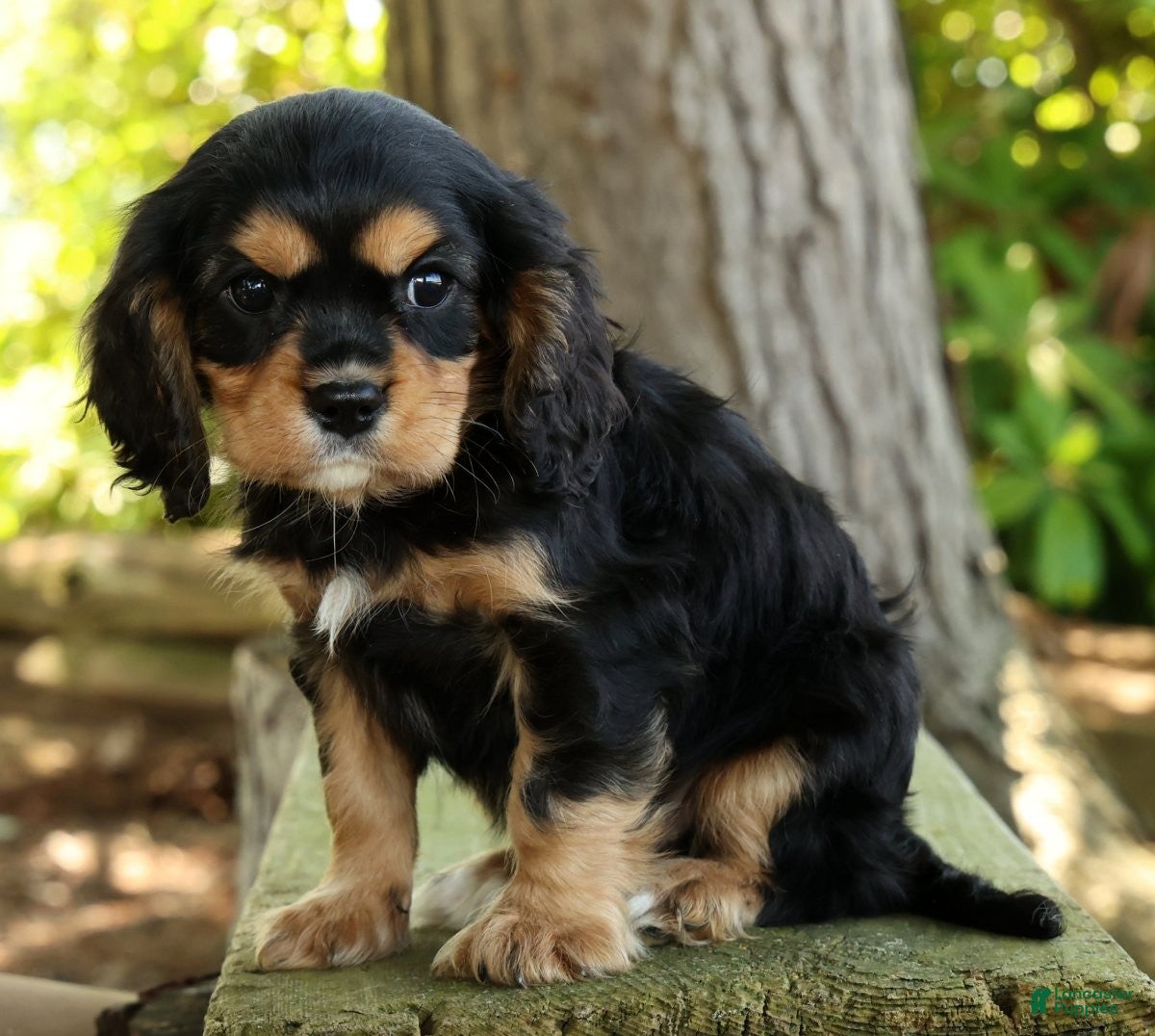 Cavalier King Charles Spaniel dogs Carson - Ad 1