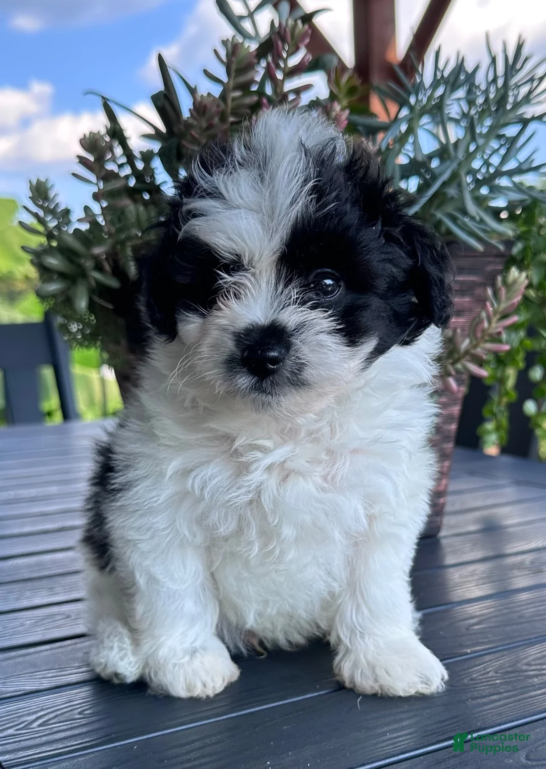 Pomapoo dogs for sale: Pomapoo 1 - Ad 1