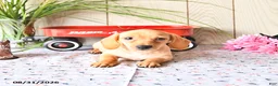 Miniature Dachshund dogs for sale: Titus - Ad 10