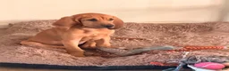 Bloodhound dogs for sale: Bloodhound Puppy 5 - Ad 3