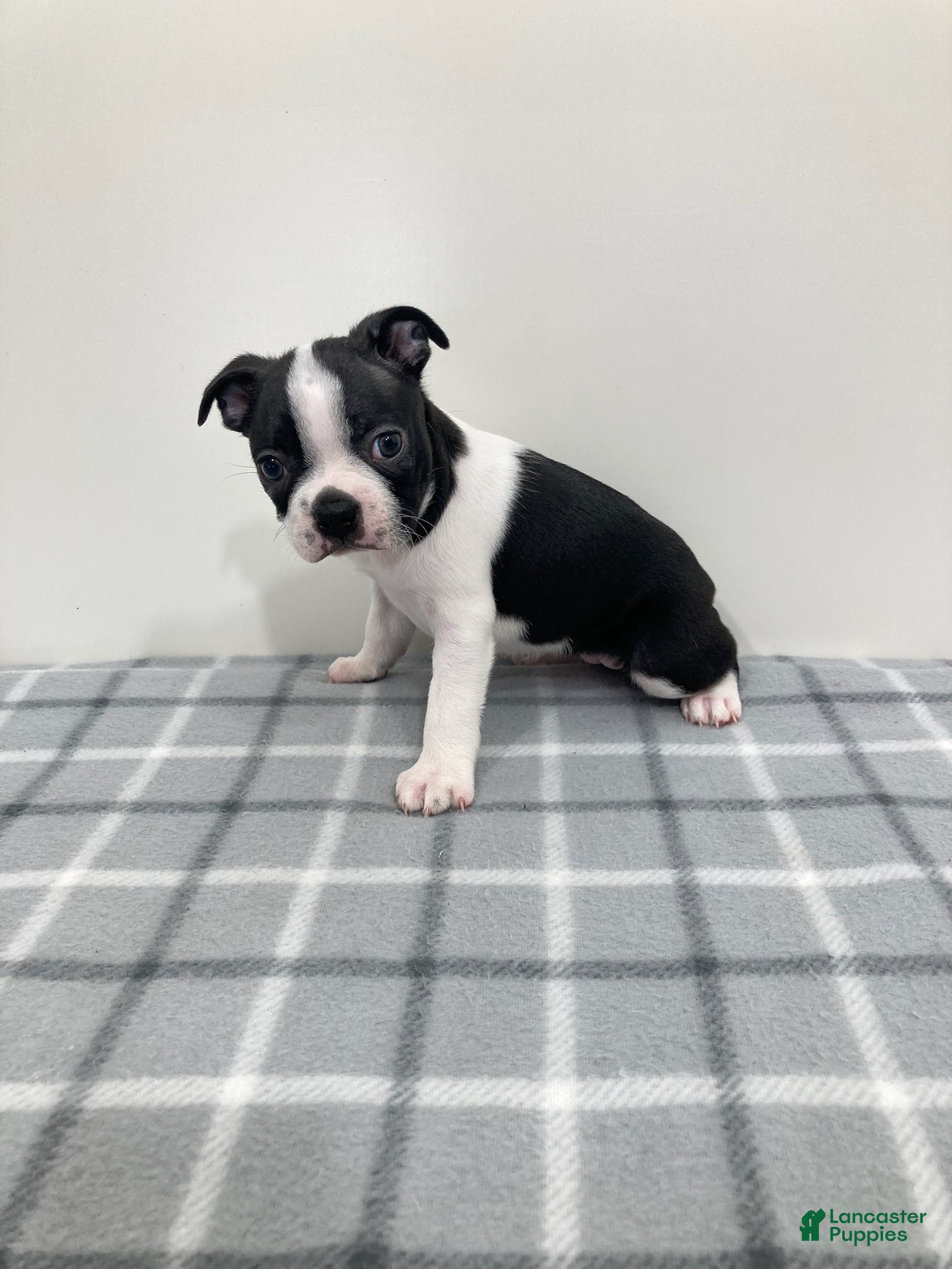 Boston Terrier dogs for sale: Nellie Boston Terrier  - Ad 4