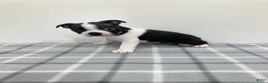 Nellie Boston Terrier 