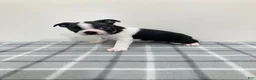 Boston Terrier dogs for sale: Nellie Boston Terrier  - Ad 1