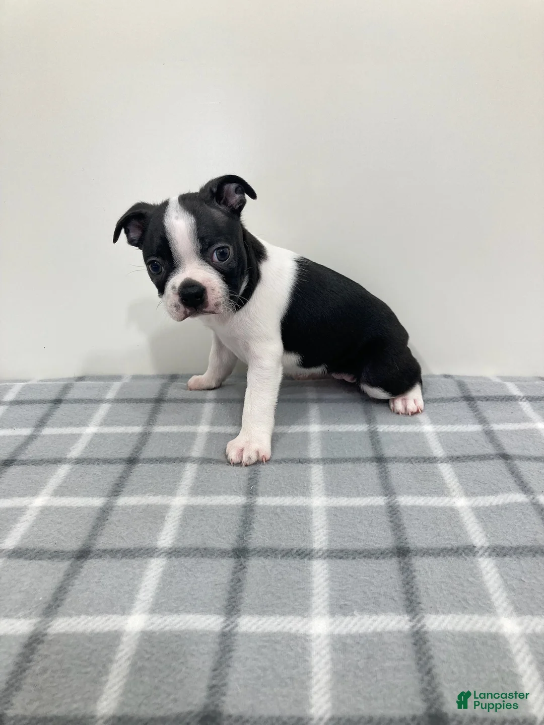 Boston Terrier dogs for sale: Nellie Boston Terrier  - Ad 1