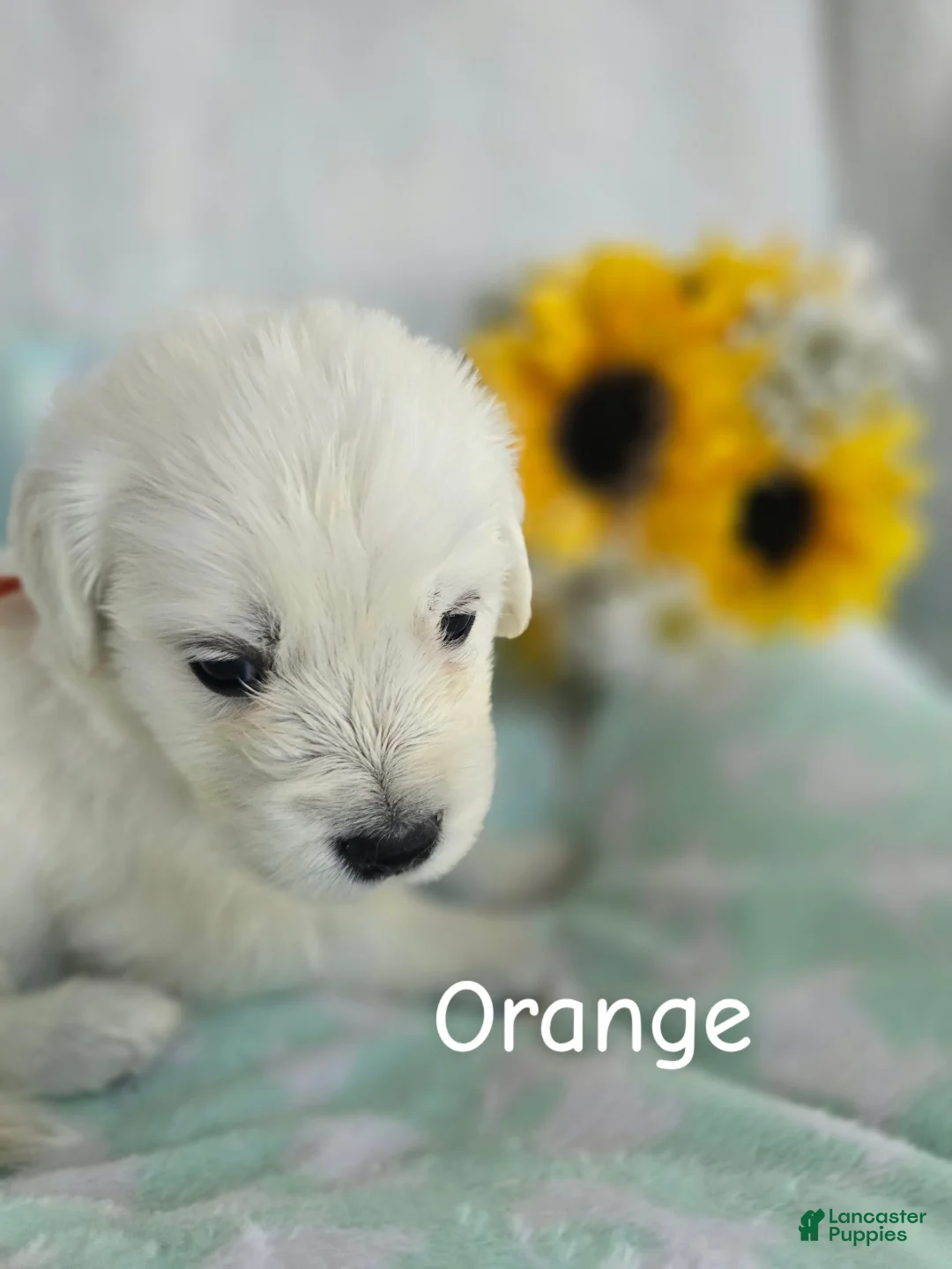 Golden Retriever dogs for sale: Golden Retriever 8 - Ad 2