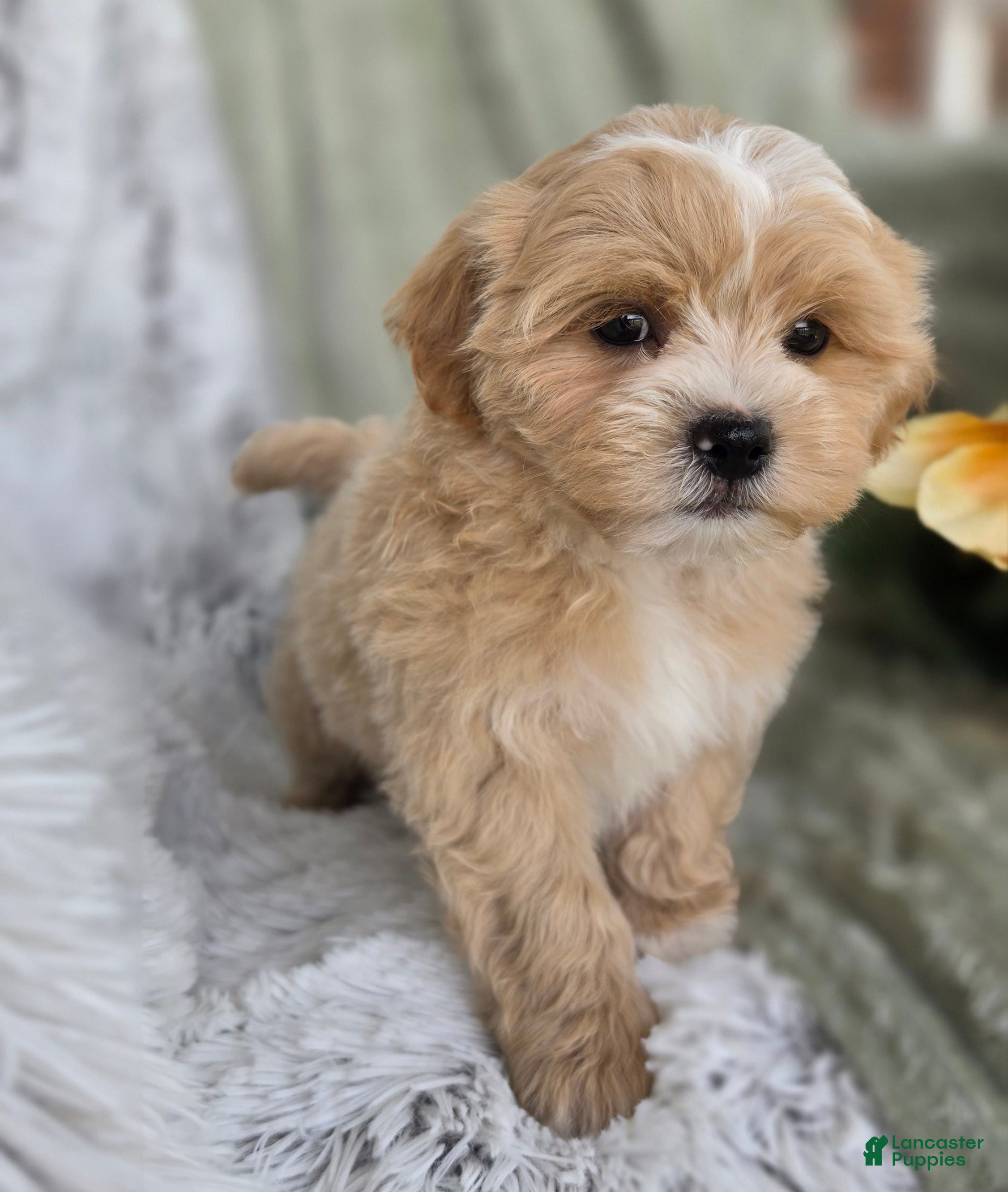 Shihpoo dogs Kip - Ad 2