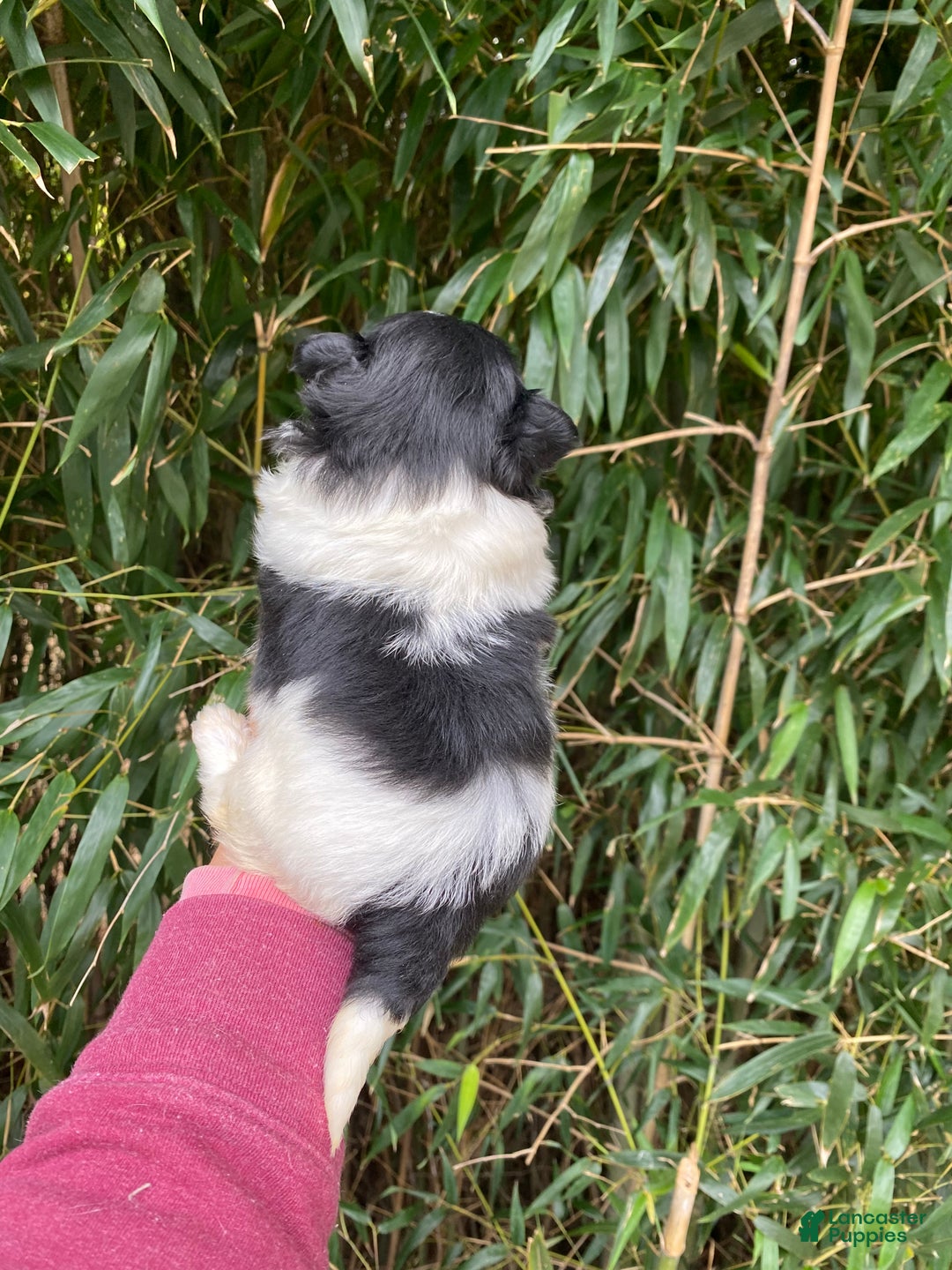 Mixed Breed dogs for sale: Mixed Breed Puppy 1 - Ad 3