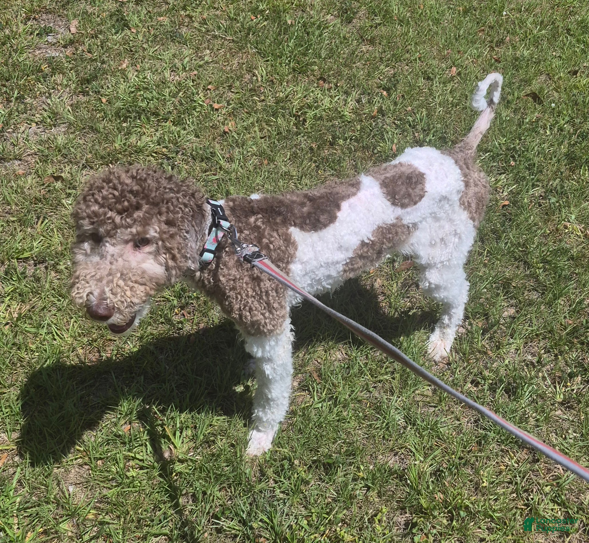 Labradoodle dogs Holly-CRATE & POTTY trained - Ad 1