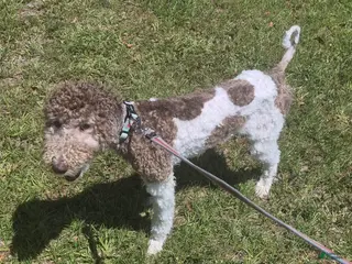Labradoodle dogs Holly-CRATE & POTTY trained - Ad 39