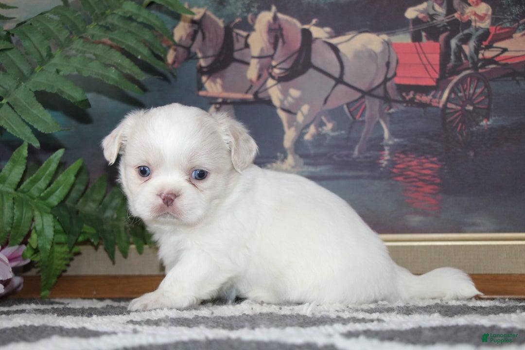 Shih Tzu dogs for sale: Ollie - Ad 5