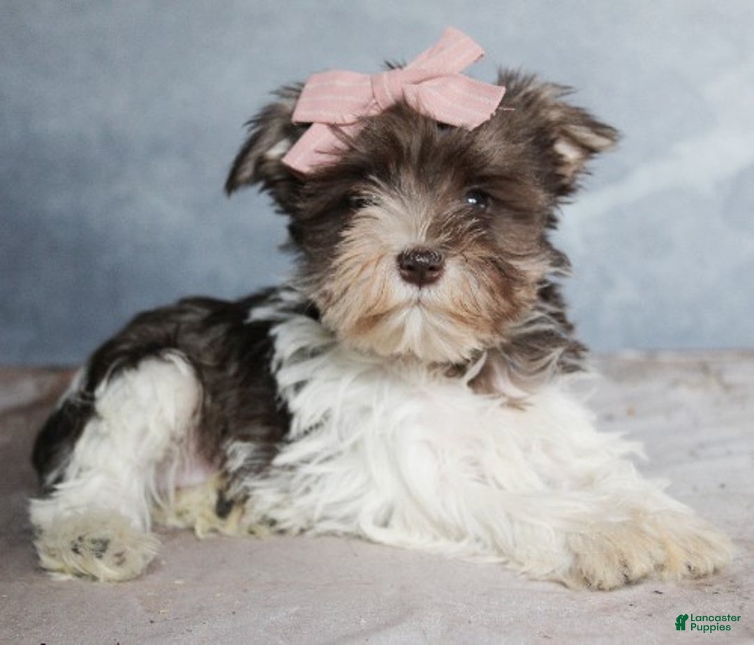 Miniature Schnauzer dogs for sale: Giselle - Ad 3