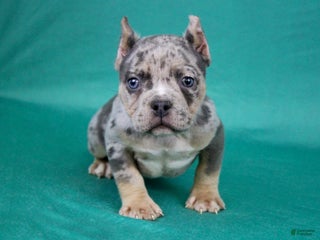 American Bully dogs Blue Tri Merle Female - Ad 41