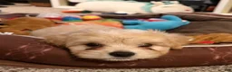 Mixed Breed dogs for sale: Frosted Flakes  - Ad 5