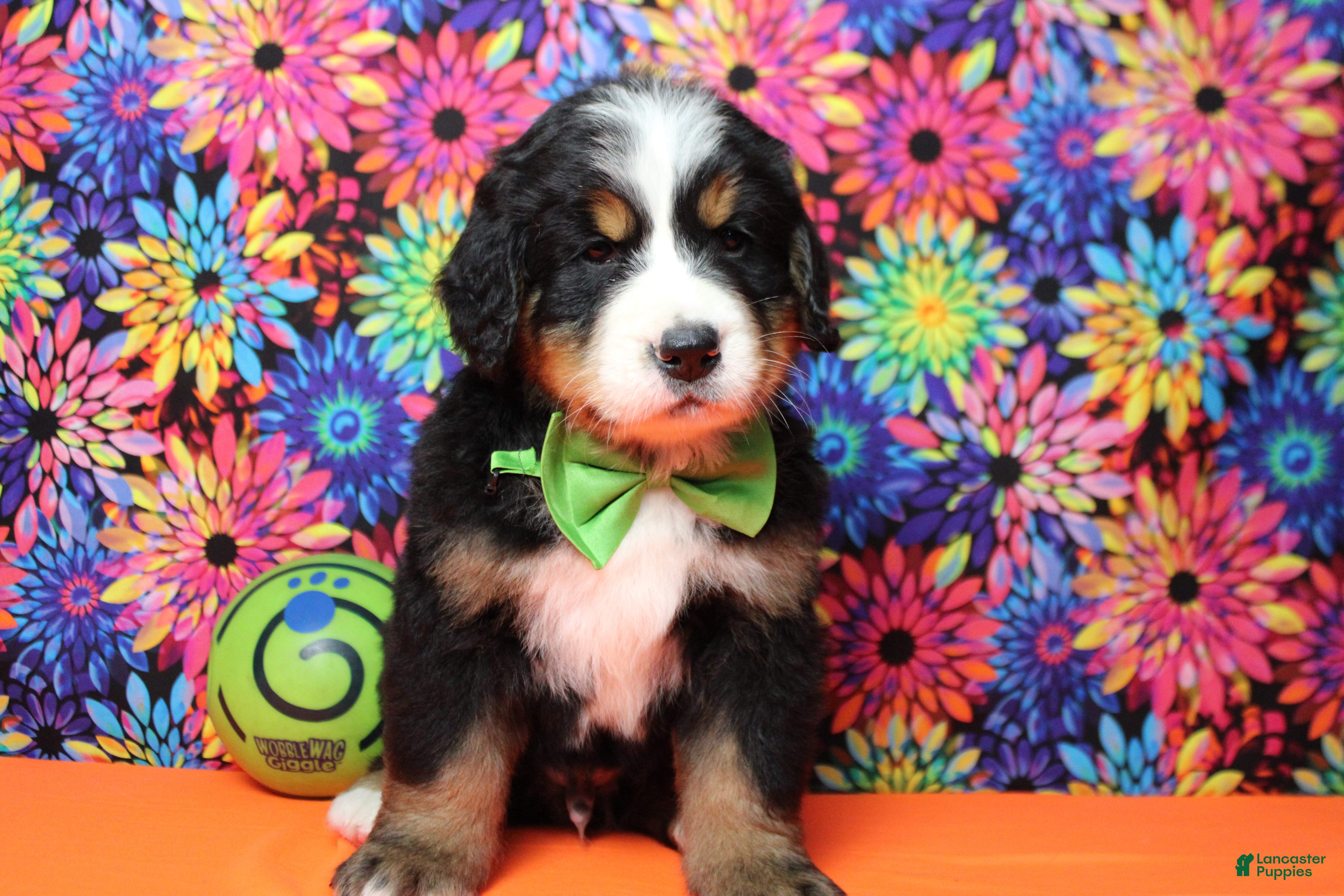 Bernese Mountain Dog dogs Heim  - Ad 9