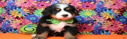 Bernese Mountain Dog dogs for sale: Heim  - Ad 1