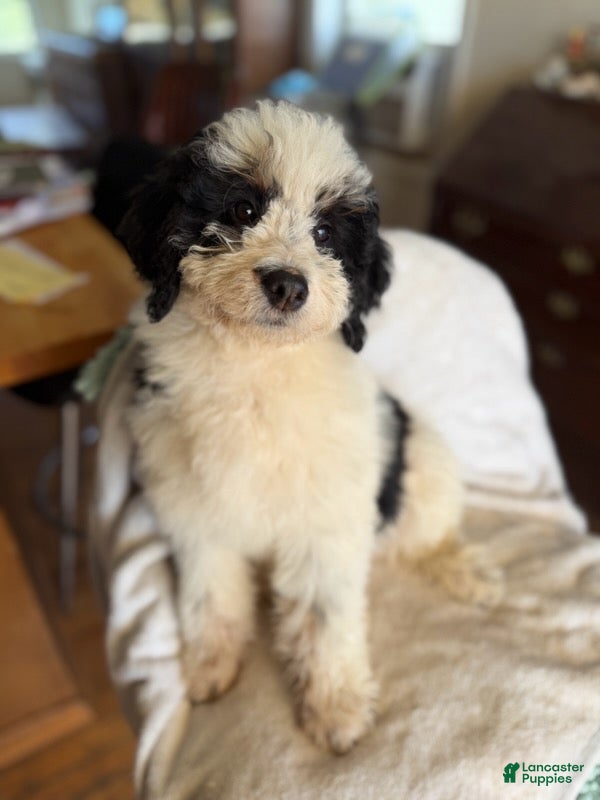 Bernedoodle dogs for sale: Maverick - Ad 2