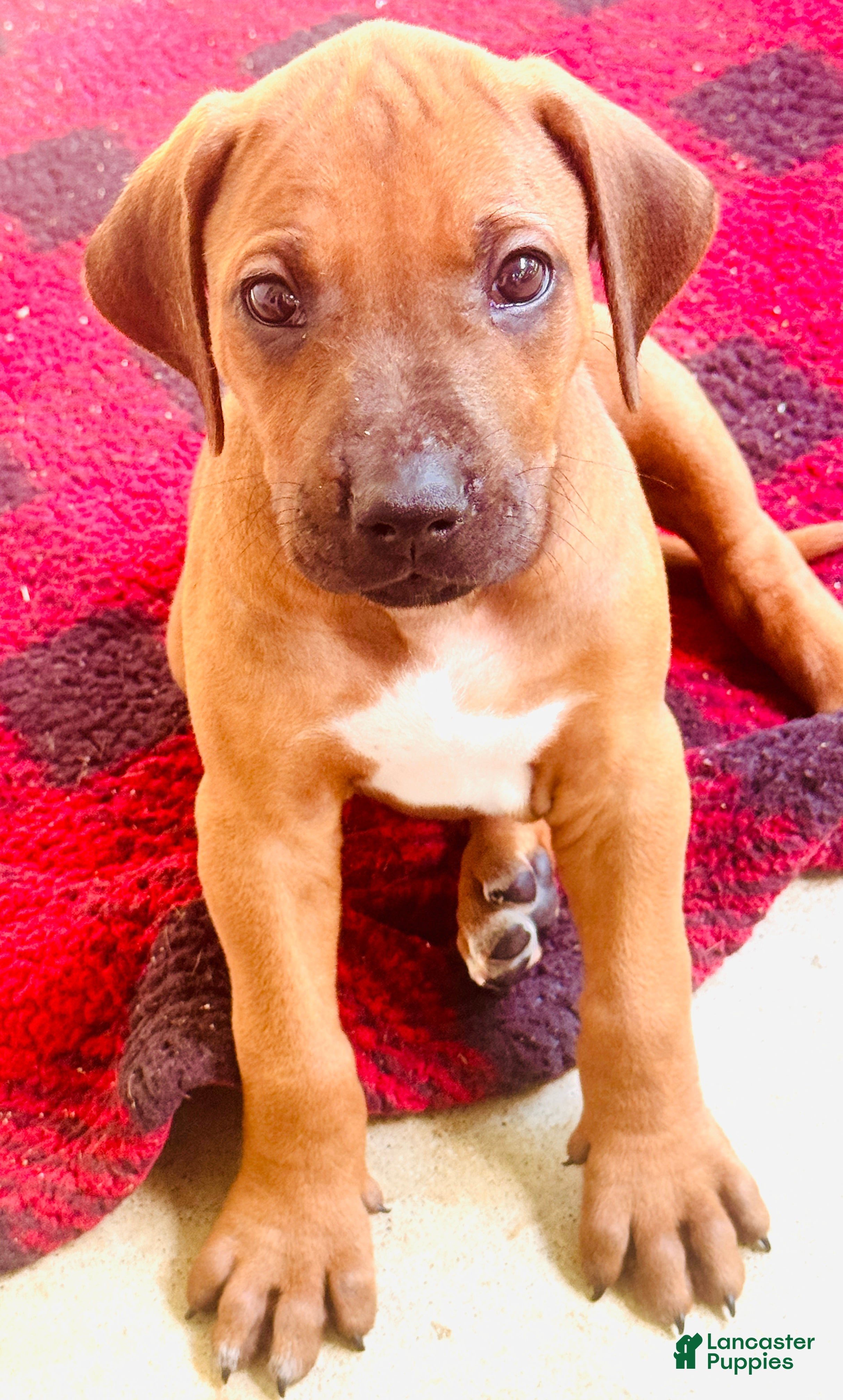 Rhodesian Ridgeback dogs Rhodesian Ridgeback Puppy- Mr. Neon Green  - Ad 2