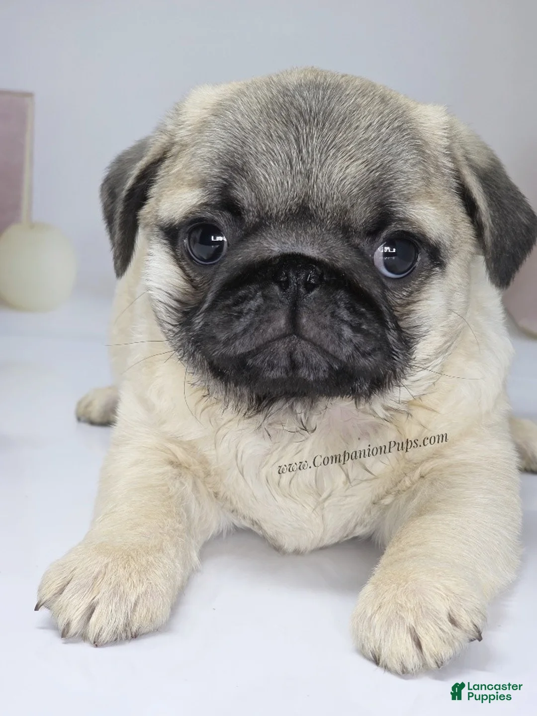 Pug dogs for sale: Rain- Fawn Male Pug Puppy - Ad 13