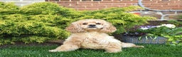 Cockapoo dogs for sale: Joy - Ad 6