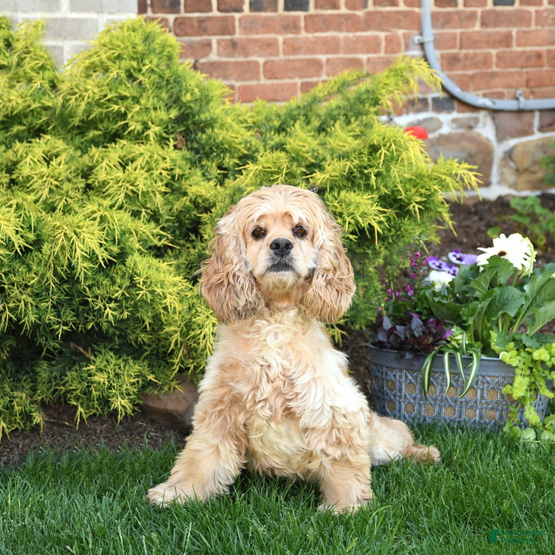 Cockapoo dogs for sale: Joy - Ad 6