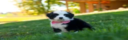 Miniature Australian Shepherd dogs for sale: Ricochet - Ad 6