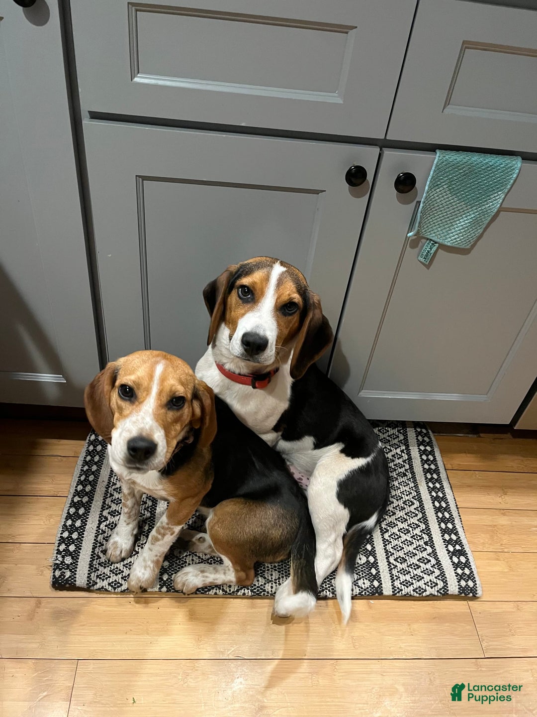 Gallery Image {{count}}