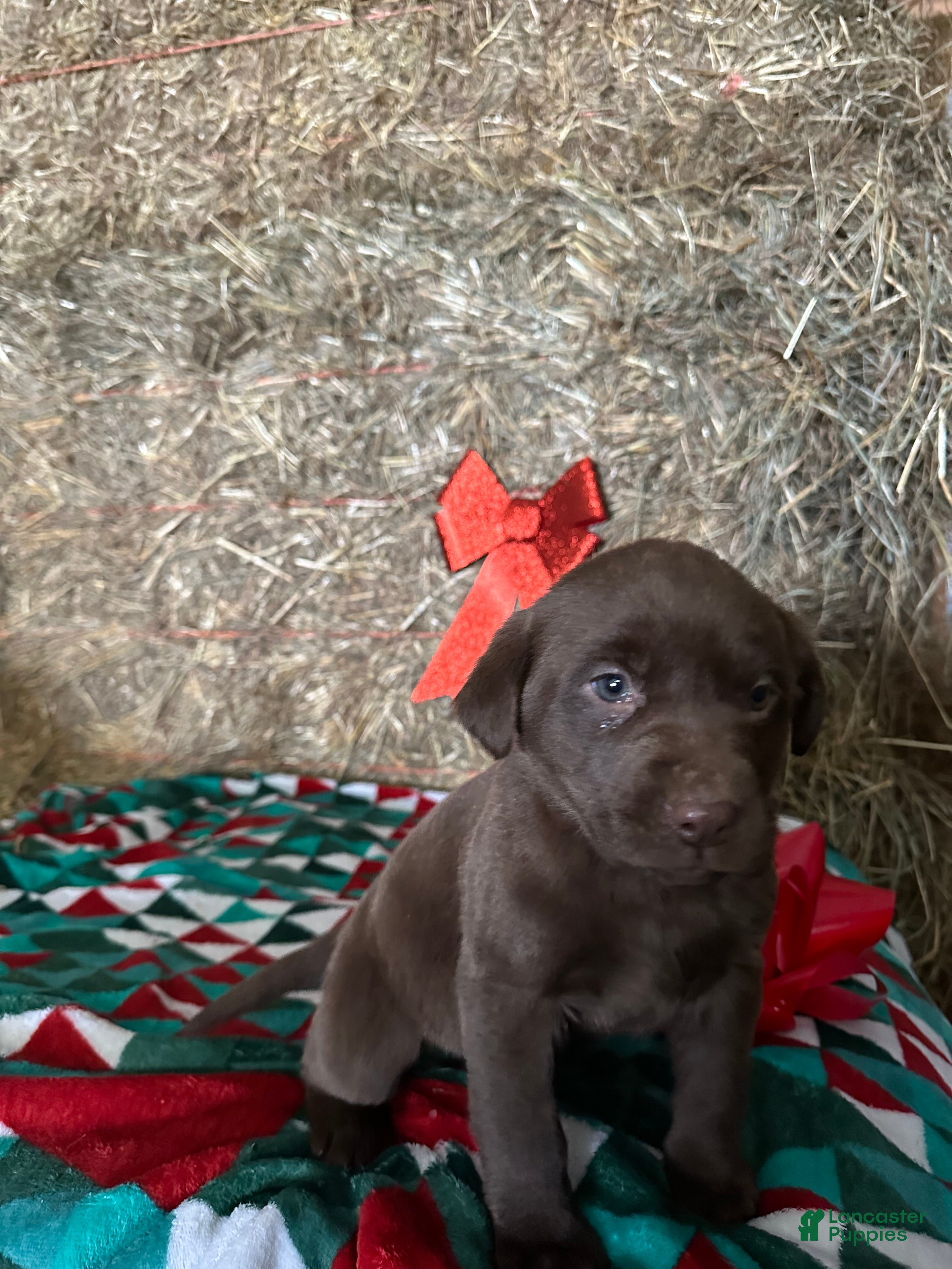 Labrador Retriever dogs Ruby - Ad 2