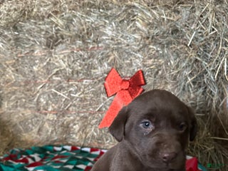 Labrador Retriever dogs Ruby - Ad 2