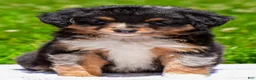 Miniature Australian Shepherd dogs for sale: Ford - Ad 1
