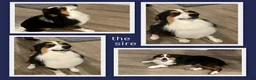 Miniature Australian Shepherd dogs for sale: Bugle - Ad 4