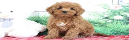 Mini Goldendoodle dogs for sale: Tucker - Ad 1