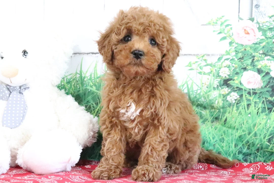 Mini Goldendoodle dogs for sale: Tucker - Ad 1